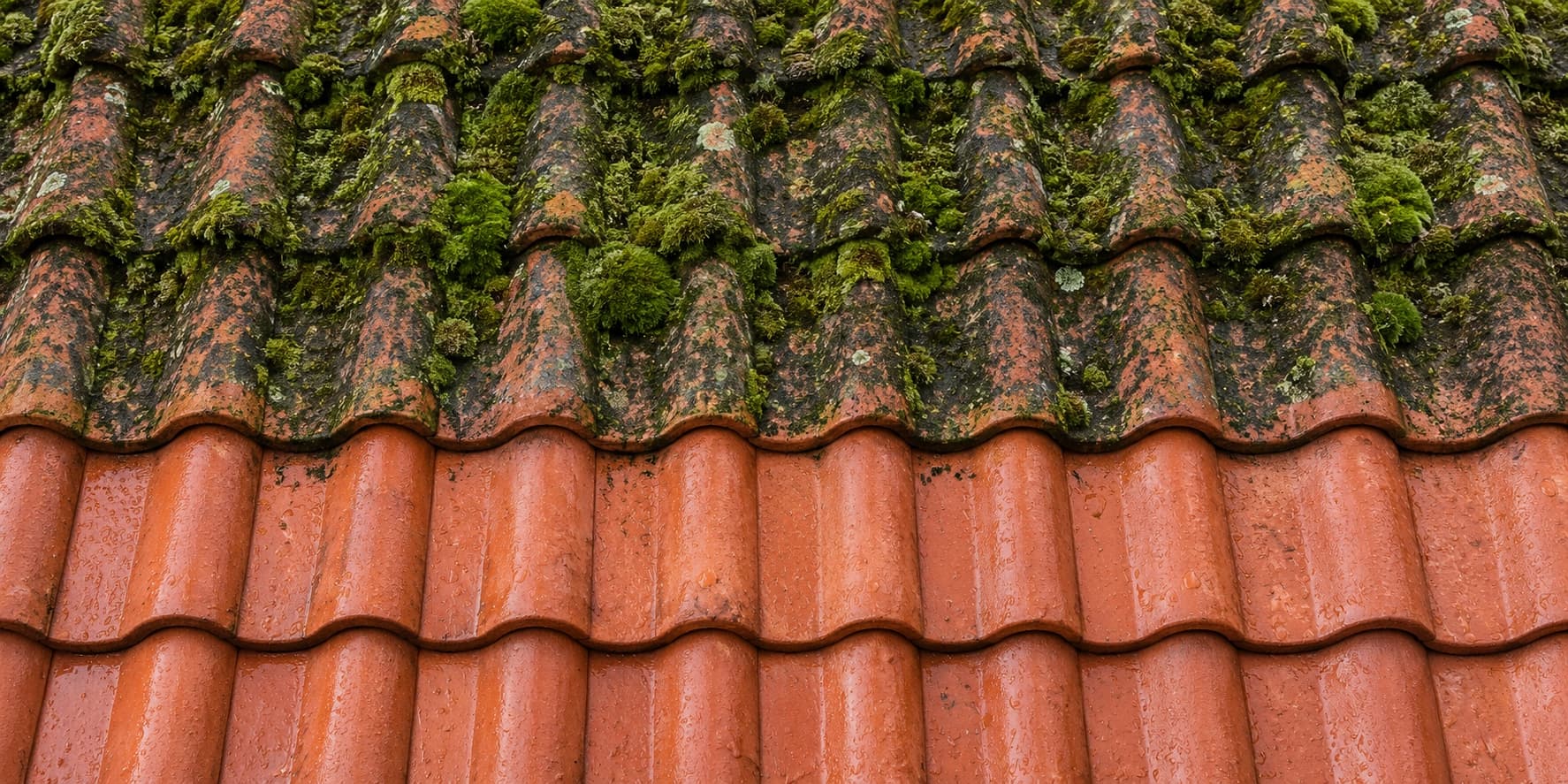 Clay roof tiles overgrown with moss and algae above rows of freshly washed, clean tiles